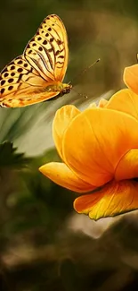 Butterfly resting on a bright orange flower, close-up.