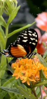 Mobile wallpaper of butterfly on orange flower with green leaves.