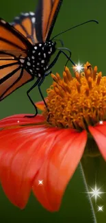 Butterfly resting on vibrant orange flower against a green background.