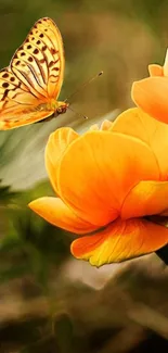 Orange butterfly on vibrant flowers, nature wallpaper.