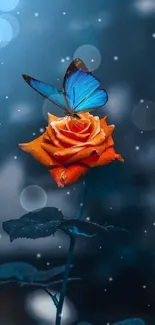 Blue butterfly resting on an orange rose with a blurred background.