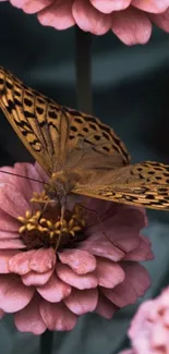 Butterfly resting on pink flowers, creating a serene mobile wallpaper.