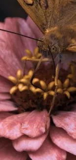 Close-up of a butterfly resting on a pink flower with detailed petals.