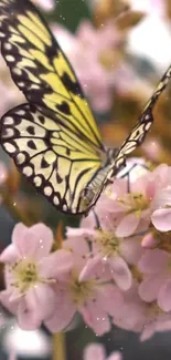 Butterfly perched on pink blossoms, captured beautifully.