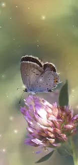 Butterfly perched on a pink clover blossom amid green background.