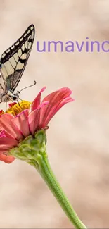 Butterfly resting on a bright pink flower in a natural setting.