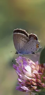 Butterfly perched on vibrant pink flower with a blurred green background.