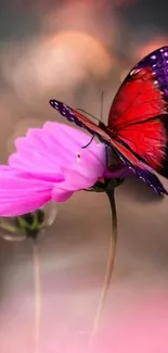 Red butterfly on a pink flower with a blurred background.