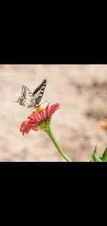 Butterfly resting on a pink flower against a natural backdrop.