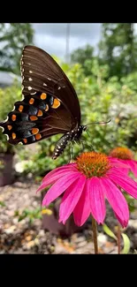 A vibrant butterfly perched on a pink flower in a garden setting.