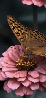 Butterfly perched on a vibrant pink flower.