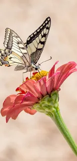 Butterfly perched on a vibrant pink flower.