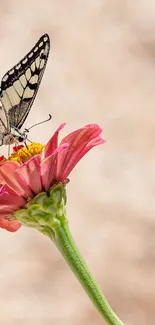 Butterfly resting on a pink flower, soft background.