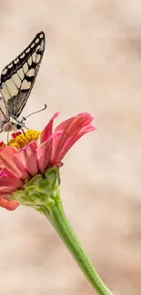 Butterfly gently resting on a pink flower against a blurred background.