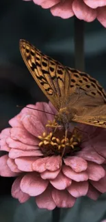 Butterfly perched on a vibrant pink flower.