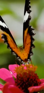 Butterfly resting on vibrant pink flower amidst green leaves.