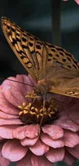 Butterfly rests on a blossoming pink flower.