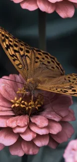 Butterfly resting on a pink flower with soft focus backdrop.