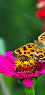 Colorful butterfly on a pink flower in nature.