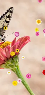 Butterfly on bright pink flower with colorful petals.