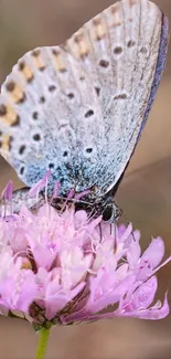 Butterfly on pink flower close-up, nature wallpaper.