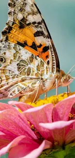 A butterfly perched on a pink flower with vibrant colors.