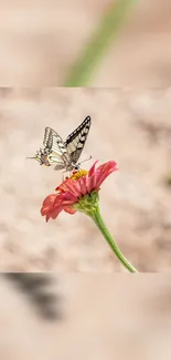 Butterfly perched on pink flower in nature.