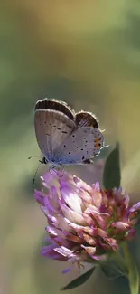 Gentle butterfly resting on a pink clover flower with soft green background.