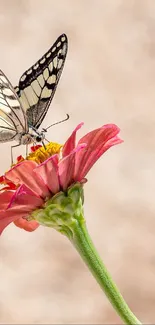 Butterfly perched on pink flower in nature.