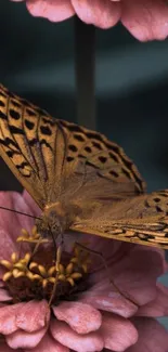 Butterfly resting on a pink zinnia flower showcasing nature's beauty.