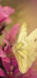 Yellow butterfly perched on pink flowers with a soft background.