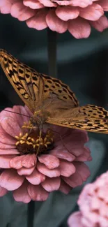 Butterfly resting on vibrant pink flowers.