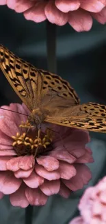 Butterfly on pink flowers mobile wallpaper.