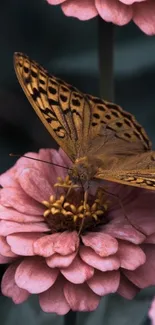 Butterfly perched on pink flowers with detailed wing pattern.