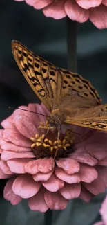 Butterfly rests on pink flowers with deep green background.