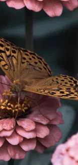 Butterfly resting on pink flowers with detailed pattern.