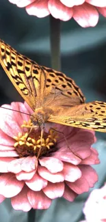 Butterfly on pink flowers, mobile wallpaper.