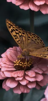 A butterfly rests on pink flowers, showcasing nature's delicate beauty.