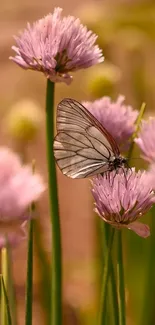 Butterfly resting on pink chive flowers, creating a serene nature scene.