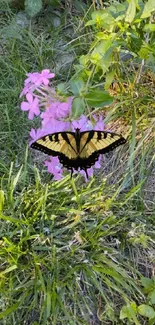 Butterfly perched on pink wildflowers amidst lush green grass.