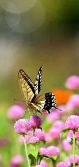 Butterfly on pink flowers wallpaper, nature's elegance captured.