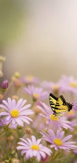 Butterfly sitting on pink daisies with soft focus background.