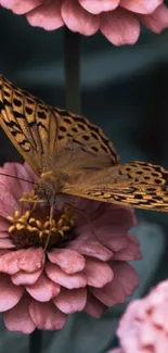 Butterfly resting on pink flowers wallpaper.