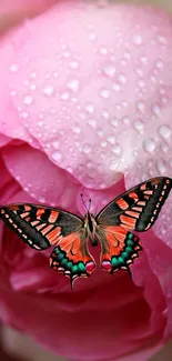 Vibrant butterfly resting on a dewy pink rose petal.