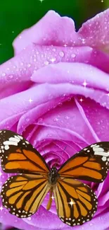 Orange butterfly on a pink rose with sparkling dew.