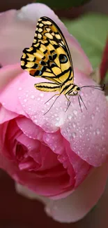 A butterfly rests on a pink rose with dew drops in a serene nature scene.