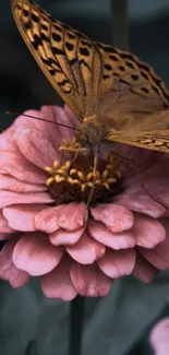 Butterfly resting on a pink zinnia flower with green leaves.