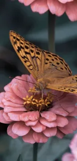 Butterfly perched on a pink zinnia flower.