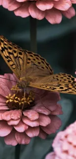 Beautiful butterfly on pink zinnia flowers in nature.