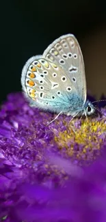 Butterfly resting on a vibrant purple flower, showcasing its delicate wing patterns.